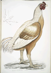 Malabar Cock, Gallus gigantea. Natural size.