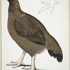 Malabar Hen, Gallus giganteus. Common in Doab. 4/5 Nat. size.  A. Foot Nat. Size.