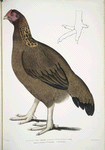 Malabar Hen, Gallus giganteus. Common in Doab. 4/5 Nat. size.  A. Foot Nat. Size.