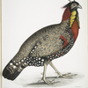 Black head Horned Pheasant, Satyra melanocephala. Adult male.