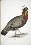 Black head Horned Pheasant, Satyra melanocephala. Adult male.