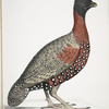 Black headed Pheasant,; Phasianus? melanocephalus. Young male of former.