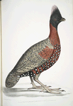 Black headed Pheasant,; Phasianus? melanocephalus. Young male of former.