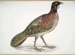 Pennant's Horned Pheasant, Satyra Pennatii.