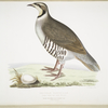 Chuckar Partridge, Perdix chukar. India. Natural size.