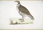 Chuckar Partridge, Perdix chukar. India. Natural size.