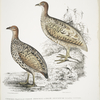 1. Hepburn's Francolin, Perdix Hepburnii; 2. Perdix Hepburnii, var. Pallida odypore.