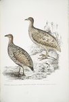 1. Hepburn's Francolin, Perdix Hepburnii; 2. Perdix Hepburnii, var. Pallida odypore.