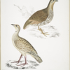 1. Wood Partridge, Perdix gularis; 2. Oriental Partridge, Perdix orientalis.