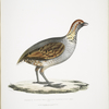 Olive Partridge, Perdix olivacea.