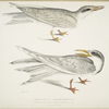 1. Waved Tern, Sterna brevirostris; 2. Orange Billed Tern, Sterna aurantia.
