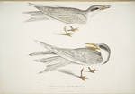 1. Waved Tern, Sterna brevirostris; 2. Orange Billed Tern, Sterna aurantia.