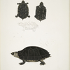 1. Spotted Terrapin, Emys Guttata [Emys Hamiltonii]; 2. Thicknecked Terrapin, Emys crassicollis.