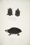 1. Spotted Terrapin, Emys Guttata [Emys Hamiltonii]; 2. Thicknecked Terrapin, Emys crassicollis.