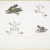 1, 1a. Spotted Tree Frog, Hyla maculata; 2, 2a. Bengal Frog, Rana Bengalensis.