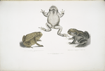 1. Keeled Nosed Toad, Bufo carinatus; 2, 2a. Doubtful Toad,  Bufo dubius. Bengal.
