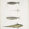 1. Cuvier's Acanthonotus, Silurus (Acanthonotus) Cuvieri; 2. Bengal Ailia, Malapterus (Ailia) Bengalensis; 3. Hamilton's Coilia, Engraulis (Coilia) Hamiltonii. n. Rivers Bengal, nat. size.