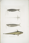 1. Cuvier's Acanthonotus, Silurus (Acanthonotus) Cuvieri; 2. Bengal Ailia, Malapterus (Ailia) Bengalensis; 3. Hamilton's Coilia, Engraulis (Coilia) Hamiltonii. n. Rivers Bengal, nat. size.