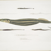 1. Carce Pipe Fish, Syngnathus Carce; 2. Banded Pipe Fish, Syngnathus faciatus; 3. Harwicke's Pipe Fish, Syngnathus Hardwickii; 4. Deokata Pipe Fish, Syngnathus Deocata.