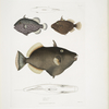1. Eyed Balistes, Balistes oculatus; 2. Amboina Balistes, Balistes Ambomensis [Amboinensis]; 3. Armed Balistes, Balistes gubarmatus [subarmatus].