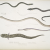 1. Bora Ophisurus, Ophisurus Boro; 2. Harancha Ophisurus, Ophisurus Hurancha [Harancha]; 3. Linear Moringua, Moringua linearis; 4. Hardwicke's Rataboura, Rataboura Hardwickii; 5. Bengal Conger, Muræna Bengalensis.