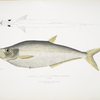 Allied Herring, Clupea affinis. Penang.