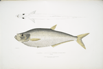 Allied Herring, Clupea affinis. Penang.