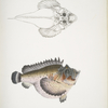 Deformed Hog Fish, Synanaceia grossa. Singapore.
