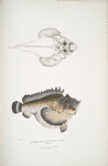 Deformed Hog Fish, Synanaceia grossa. Singapore.