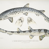 1. Spotted Bearded Shark, Scyllum [Scyllium] maculatum. India, Mus. Brit.; 2. Ornamented Bearded Shark, Scyllum [Scyllium] ornatum. China, Mus. Brit.