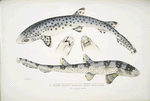1. Spotted Bearded Shark, Scyllum [Scyllium] maculatum. India, Mus. Brit.; 2. Ornamented Bearded Shark, Scyllum [Scyllium] ornatum. China, Mus. Brit.