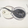Ornamented Trygon, Trygon ornatus. Singapore.