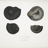 1, 2. Ammonites Nepaulensis; 3. Ammonites  Wallichii; 4. Ammonites tenuistnata [tenuistriata]. All from Sulgranees Nepaul.