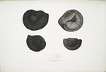 1, 2. Ammonites Nepaulensis; 3. Ammonites  Wallichii; 4. Ammonites tenuistnata [tenuistriata]. All from Sulgranees Nepaul.