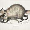 Racoon-faced Dog, Canis procyonoides. China.