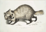 Racoon-faced Dog, Canis procyonoides. China.