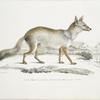 Bengal Fox, Canis (Vulpes) Bengalensis, Canis Kokree.
