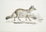 Bengal Fox, Canis (Vulpes) Bengalensis, Canis Kokree.
