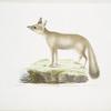 Doab Fox, Canis (Vulpes) rufescens. Female.
