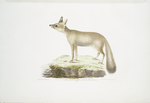 Doab Fox, Canis (Vulpes) rufescens. Female.