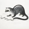Pallas's Paradoxurus, Paradoxurus Pallasii. India. (From the life in the Zoological Society's Gardens, presented by Buchanan Esq-r. Tail partly deficient).