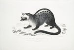 Pallas's Paradoxurus, Paradoxurus Pallasii. India. (From the life in the Zoological Society's Gardens, presented by Buchanan Esq-r. Tail partly deficient).