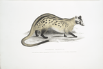 Prehensile Paradoxurus, Paradoxurus prehensilis. (From Dr. Buchanan Hamiltons Drawing of his Ichneumon prehensilis in the Library of the Indian House.)