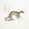 Masked Paradoxurus,  Paradoxurus (Viverra) Larvatus.