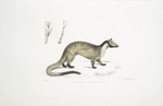 Masked Paradoxurus,  Paradoxurus (Viverra) Larvatus.