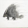 Indian Crested Porcupine, Histrix cristata.