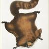 Brilliant Flying Squirrel, Pteromys nitidus.