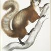 White bellied Flying Squirrel, Pteromys albiventer.