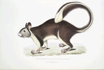 Large tailed Squirrel, Sciurus macrourus.