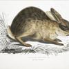 Chinese Hare, Lepus Sinensis.